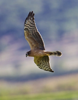 Montagus Harrier - juvenile in flight - hunting - Montagus Harrier - juvenile in flight - hunting -