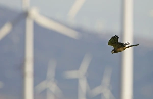 Montagus Harrier - juvenile hunting for food amongst wind turbines Montagus Harrier - juvenile hunting for food amongst wind turbines