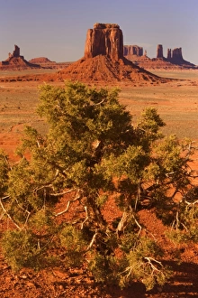 Monument Valley - from Artist Point - with Juniper in the foreground Monument Valley - from Artist Point - with Juniper in the foreground