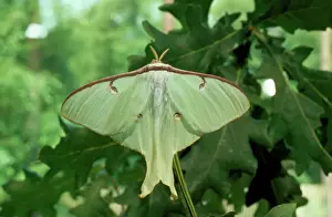 Prints of JAB-672 Moon Moth Actius luna Jack Bailey Please note that prints are for personal display purposes only and may not be reproduced in anyway. Images Dated 25th June 2010: Moon Moth Print by Ardea