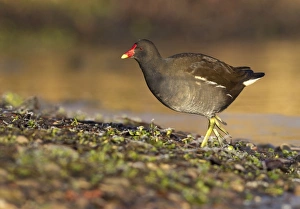 Moorhen - walking on frozen ground looking for food - December Moorhen - walking on frozen ground looking for food - December
