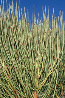 Prints of JLM-5920 Mormon Tea - is a medicinal / herbal confier plant, found in deserts Ephedra viridis Is Dioecious Images Dated 2005 November: Mormon Tea Print (Ephedra viridis) JLM-5920