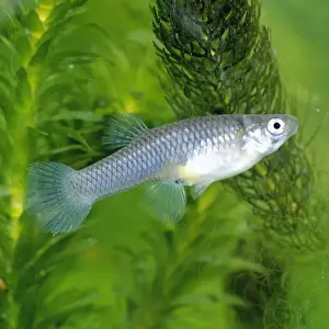 Freshwater Fish Photos Prints: Mosquito Fish
