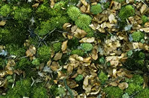 Moss Covered Leaves Prints: Moss - & leaf litter