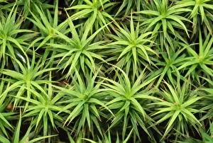 Tropical Plant Images Prints: Mossy Carpet