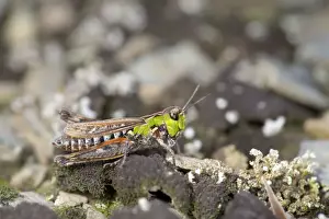 British Wildlife Insects Prints: Mottled Grasshopper - Cornwall - UK