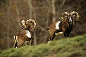 Personal Use Only Prints: Mouflon