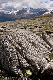 Mountain Avens among Fossil coral on Parker Ridge, Banff National Park Mountain Avens among Fossil coral on Parker Ridge, Banff National Park