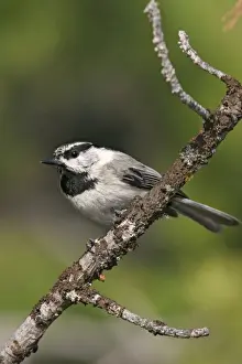 Jim Zipp Wildlife Photography Prints: Mountain Chickadee