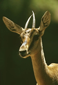 Mountain Gazelle - vulnerable species Mountain Gazelle - vulnerable species
