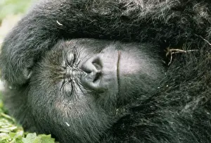 Rwanda Wildlife Photography Prints: Mountain Gorilla Rwanda