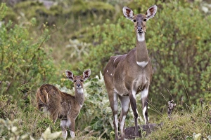 Mountain Nyala - female & young Mountain Nyala - female & young