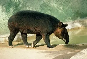 Prints of KF-4569 MOUNTAIN TAPIR Tapirus pinchaque Kenneth W Fink Please note that prints are for personal display purposes only and may not be reproduced in any way. Tapiridae Prints: Mountain Tapir Print - Tapirus pinchaque