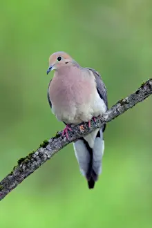 Prints of JZ-2281 Mourning Dove USA Zenaida macroura Jim Zipp Please note that prints are for personal display purposes only and may not be reproduced in any way. Dove Prints: Mourning Dove Print - Zenaida macroura, USA