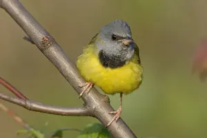 Personal Use Prints Available Prints: Mourning Warbler