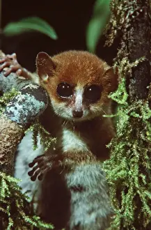 Madagascar Biodiversity Conservation Prints: Mouse Lemur - Madagascar