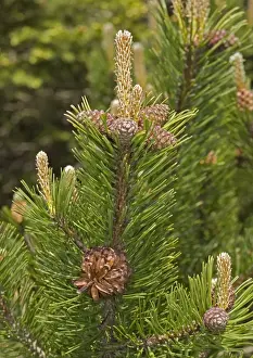 Pinus Mugo Prints: Mugo pine