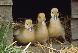 Muscovy Duck - ducklings x3 in row Muscovy Duck - ducklings x3 in row