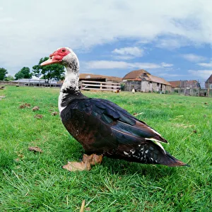 Muscovy Duck - In field with farm Muscovy Duck - In field with farm