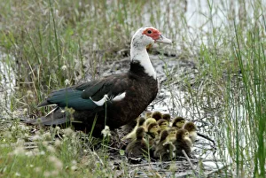 Muscovy Duck with recently hatched ducklings sheltering beside water Muscovy Duck with recently hatched ducklings sheltering beside water