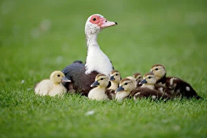 Images Dated 4th August 2007: Muscovy Duck with Young - England - UK - Originated in South America