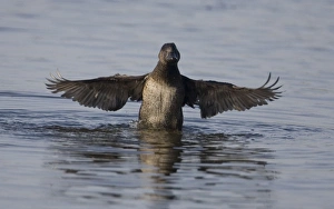 Musk Duck female - In water with wings outstretched Musk Duck female - In water with wings outstretched