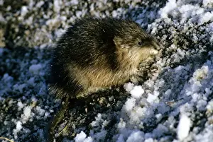 Mammal Animal Pictures Prints: Muskrat