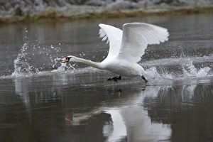 Mute Swan - Taking off from river, winter Mute Swan - Taking off from river, winter