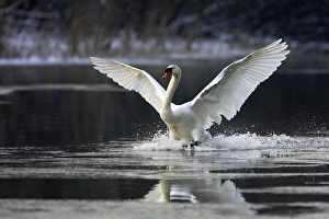 Mute Swan - on water - flapping wings Mute Swan - on water - flapping wings