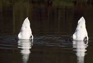 Birds In Water Prints: Mute Swans