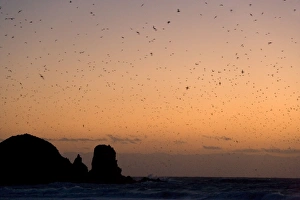 Muttonbird return - hugh numbers of Muttonbird return at dusk to their breeding colony at Cape Woolamai Muttonbird return - hugh numbers of Muttonbird return at dusk to their breeding colony at Cape Woolamai