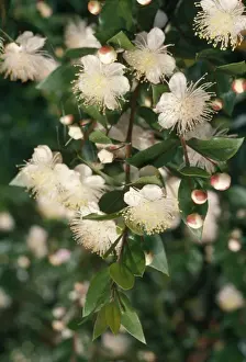 White Flowers In Nature Prints: Myrtle