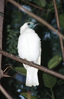 Naked-throated / Bare-throated Bellbird Naked-throated / Bare-throated Bellbird