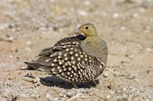 Namaqua Sandgrouse - Male preening Namaqua Sandgrouse - Male preening