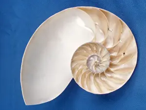 Nautilus Shell Prints: Nautilus - section