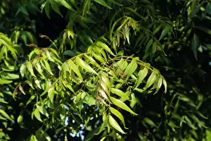 Herbal Remedies Plant Prints: Neem Tree - leaves