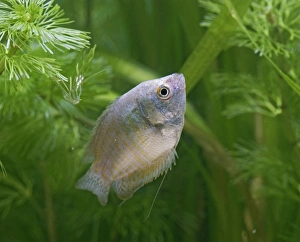 Neon Blue Dwarf Gourami - variant of dwarf - female side view by weeds Neon Blue Dwarf Gourami - variant of dwarf - female side view by weeds