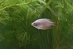 Neon Red Dwarf Gourami - variant of dwarf - female side view by weeds Neon Red Dwarf Gourami - variant of dwarf - female side view by weeds