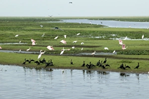 Neotropic / Olivaceus Cormorant, (Phalacrocorax olivaceus), American Wood Stork (Mycteria americana) Neotropic / Olivaceus Cormorant, (Phalacrocorax olivaceus), American Wood Stork (Mycteria americana)