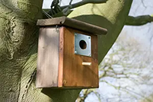 Prints of MAB-198 Nesting box for bluetits on beech tree Cotswolds UK The metal plate around the entrance protects the nesting birds from attack by woodpeckers True Tit Prints: Nesting Box Print - Bluetits on Beech Tree, Cotswolds UK