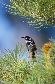 New Holland Honeyeater - on Banksia New Holland Honeyeater - on Banksia