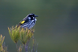 New Holland Honeyeater - Cape Liptrap walking track New Holland Honeyeater - Cape Liptrap walking track