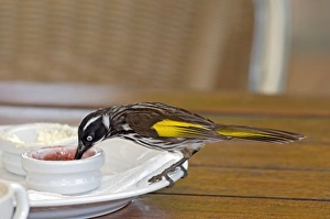 New Holland Honeyeater - feeding on jam at restaurant table New Holland Honeyeater - feeding on jam at restaurant table