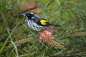 New Holland Honeyeater on Grevillea bush New Holland Honeyeater on Grevillea bush