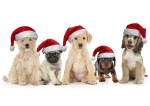 Cockapoo Prints: Cockapoo Puppies in Christmas Hats Print