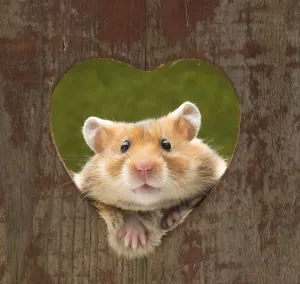 Prints of Golden Hamster looking through a heart shaped hole. Date Calomyscidae Prints: Golden Hamster Print through Heart Shaped Hole