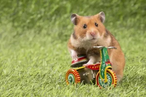 Prints of Golden Hamster playing in the garden. Date Calomyscidae Prints: Golden Hamster Garden Print