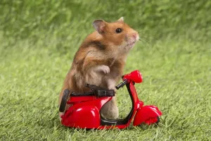 Prints of Golden Hamster playing in the garden. Date Calomyscidae Prints: Golden Hamster Garden Print