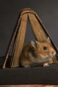 Prints of Hamster dor&, xc3;&, xa9; Hamster dor Hamster dor須amster dor Hamster dorA© Hamster dor. Date Calomyscidae Prints: Hamster Print (New Images for August)