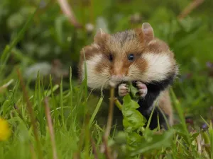 Prints of Field Hamster-sitting in grass and eating, Austria Date Calomyscidae Prints: Field Hamster Print, Eating in Grass